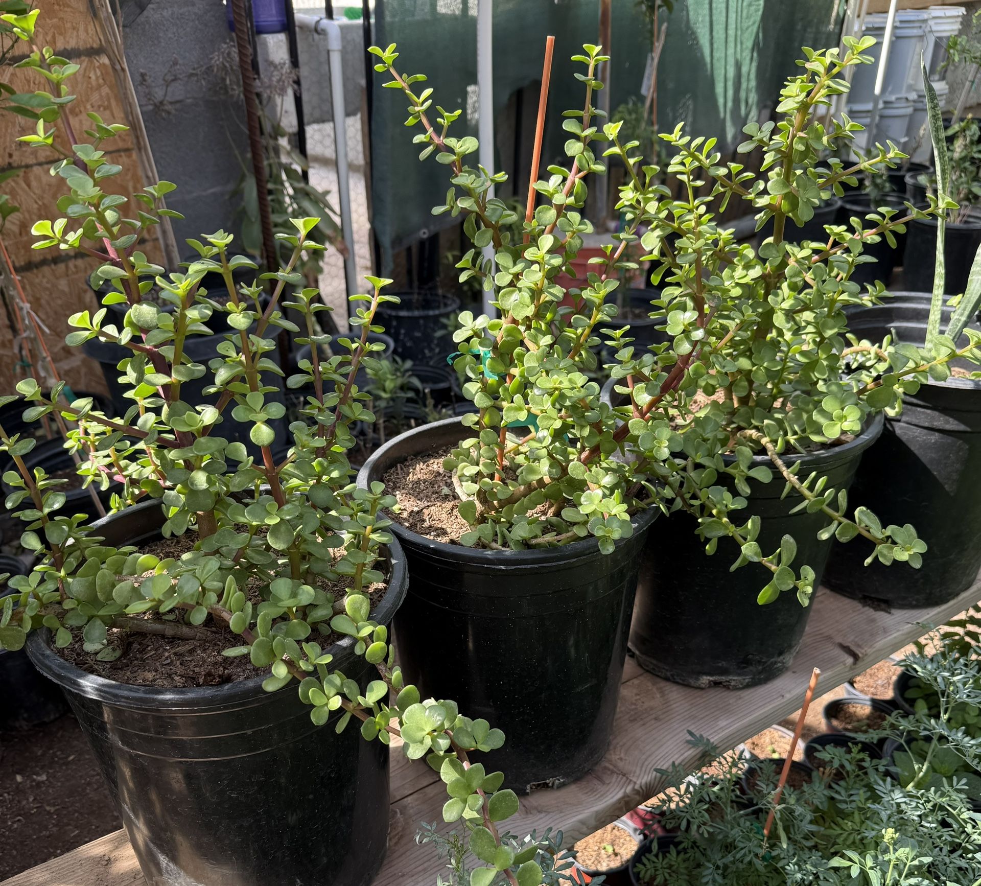 Elephant Food Plans succulents In 5G One G $30 and $10 each