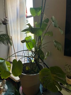 Free plants pickup Lower East Side