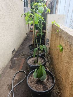 Any size Avocado tree