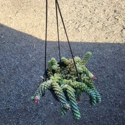 Donkey Tail Plant 6" Pot 