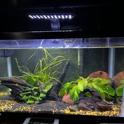 10 Gal. Fresh Water Aquarium $120