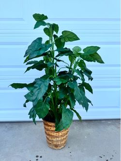 Artificial plant in woven basket