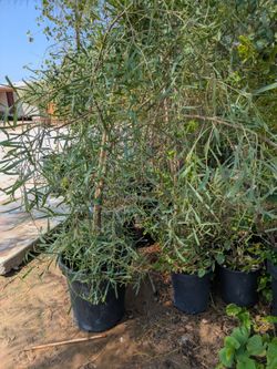 $75 willow acacia tree