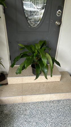 Dracaena Michiko