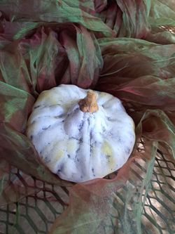 Pumpkin