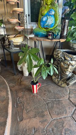SMALL MONEY TREE