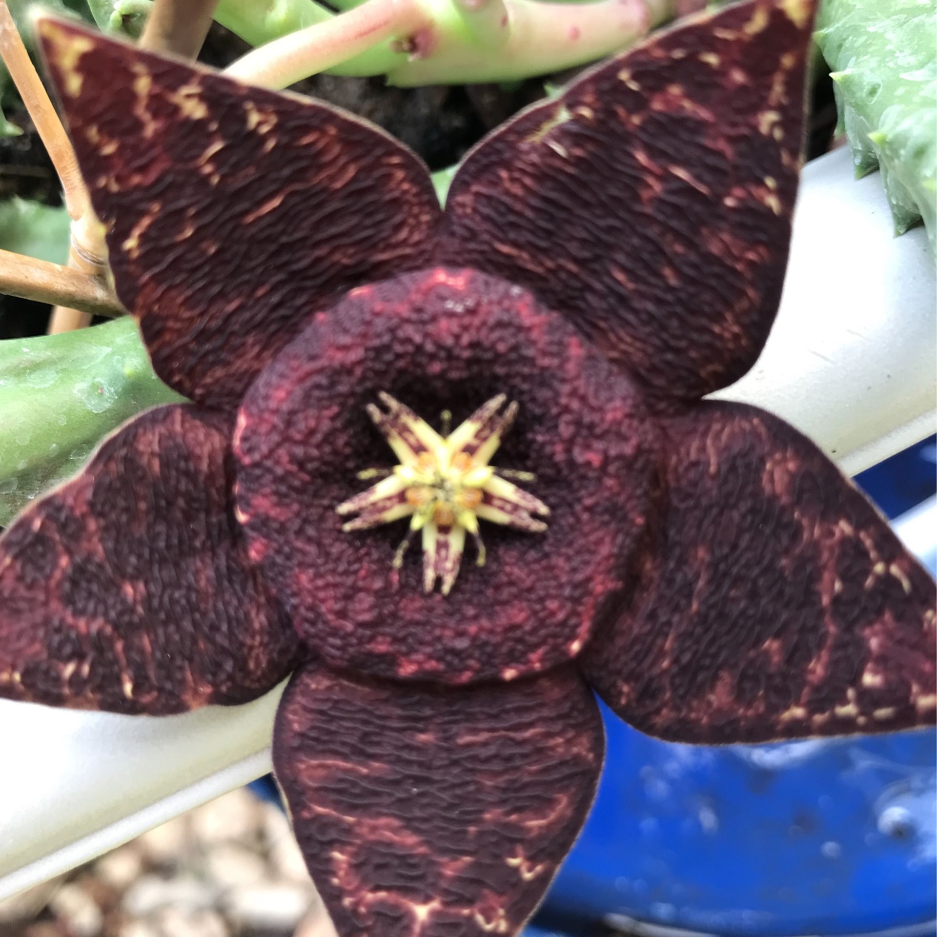 Brown with yellow spreckles starfish  currently  in bloom. So robust & at least > a year old live succulents .