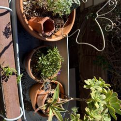 Ruda Purple Flower Plant And Succulent