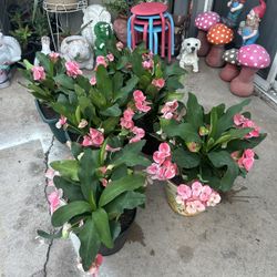 Coronas de Cristo doble flor 20 each