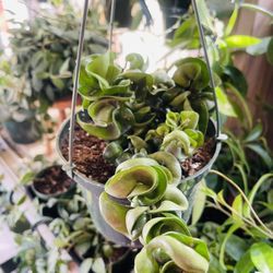 Hoya Hindu Rope Plants