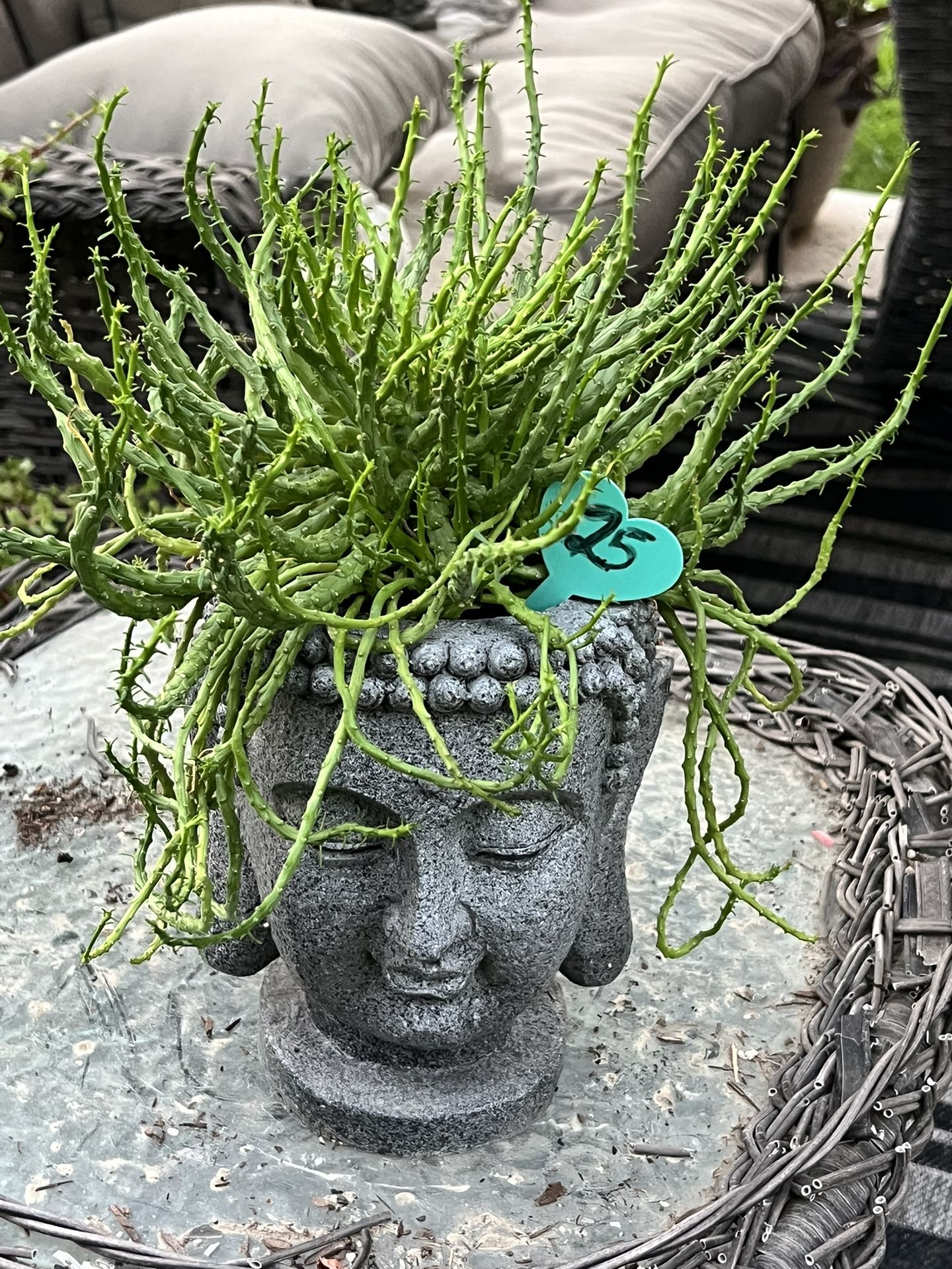 Large Succulent Planter