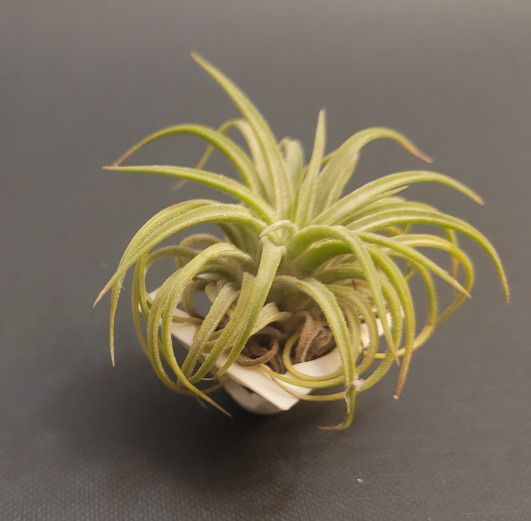 2 Inch Air Plant With Air Plant Holder