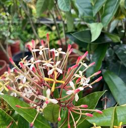 FRAGRANT LIVE PLANT 4ft Ixora Odorata - finlaysoniana longiflora blanda