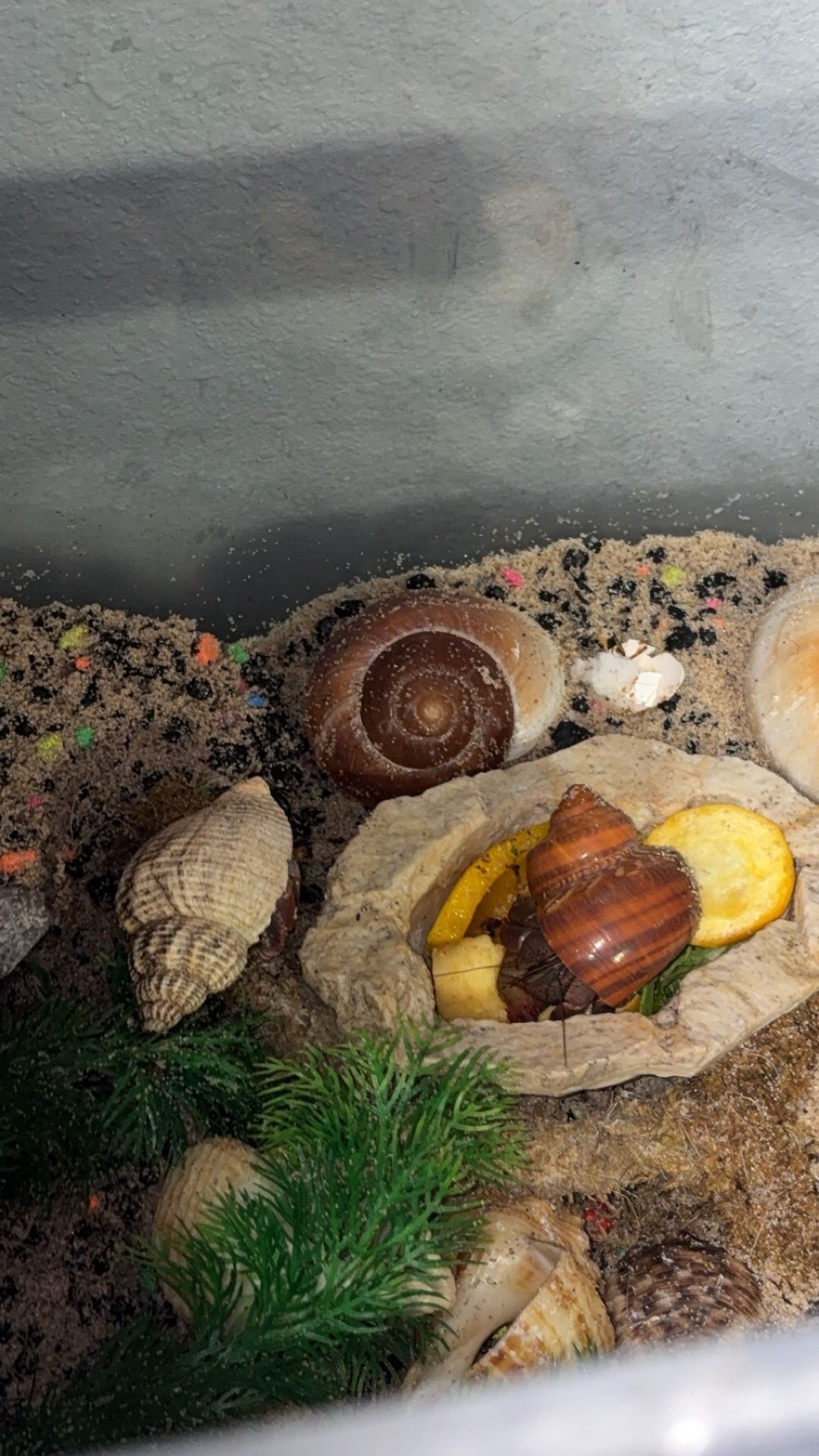 REHOMING HERMIT CRABS