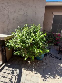 Large plants for sale