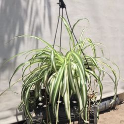 Spider Plant 🌱 