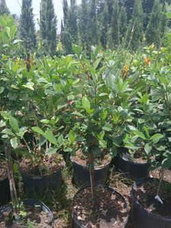 Gardenia tree Sale! 7gl $45