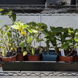 Fruit , Herb, Vegetable plants Tomato, Bell Peppers, Strawberries+