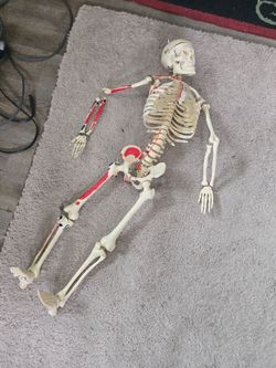 Skeleton anatomy