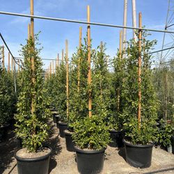 Ficus Natida