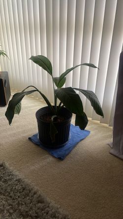 Plant…Large Peace Lily