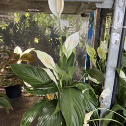 Peace Lily In 6” Pot. SPECIAL PRICE 🤩