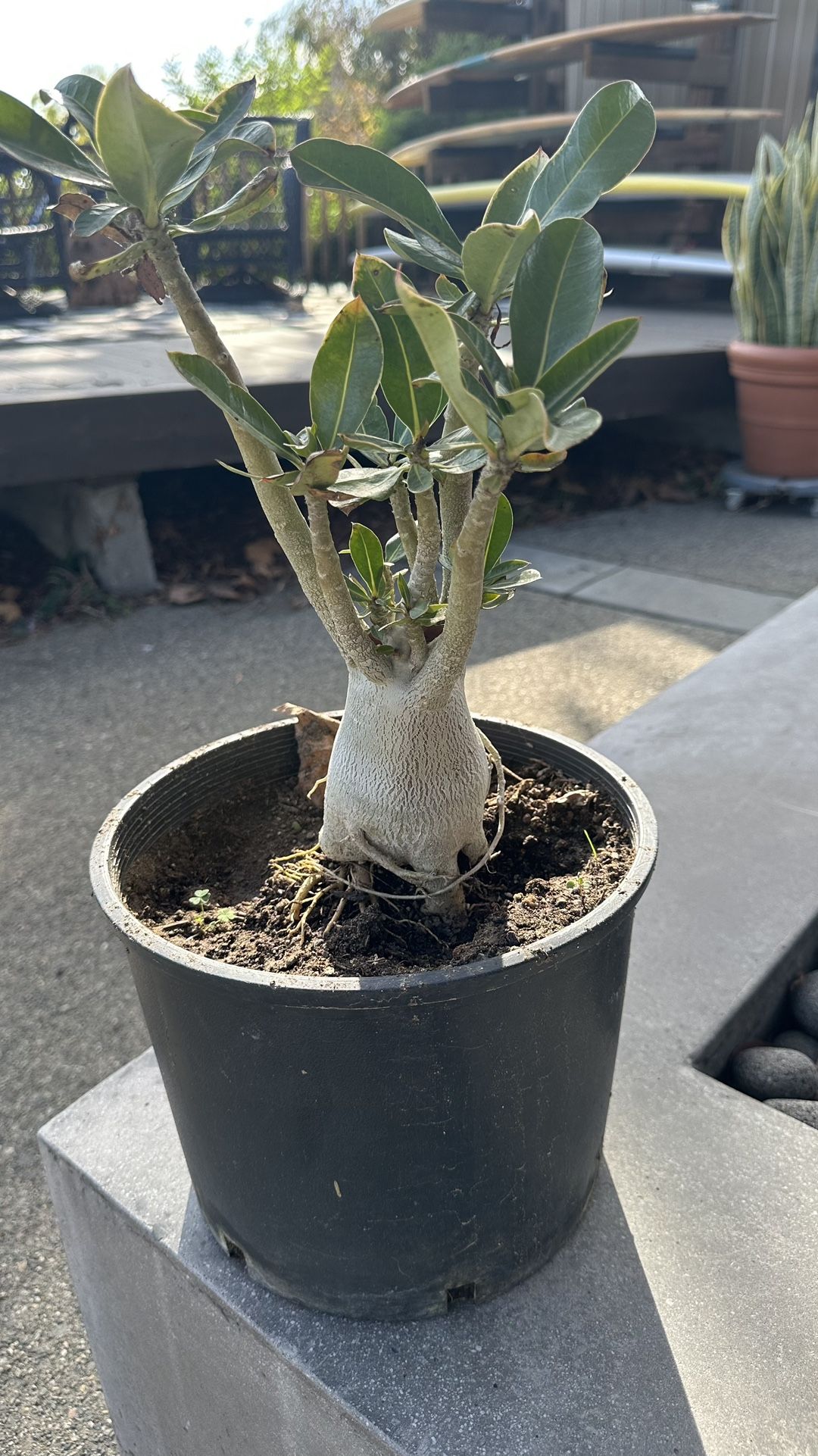 π΅ Desert Rose Plant β (San Juan Capistrano) πΊ