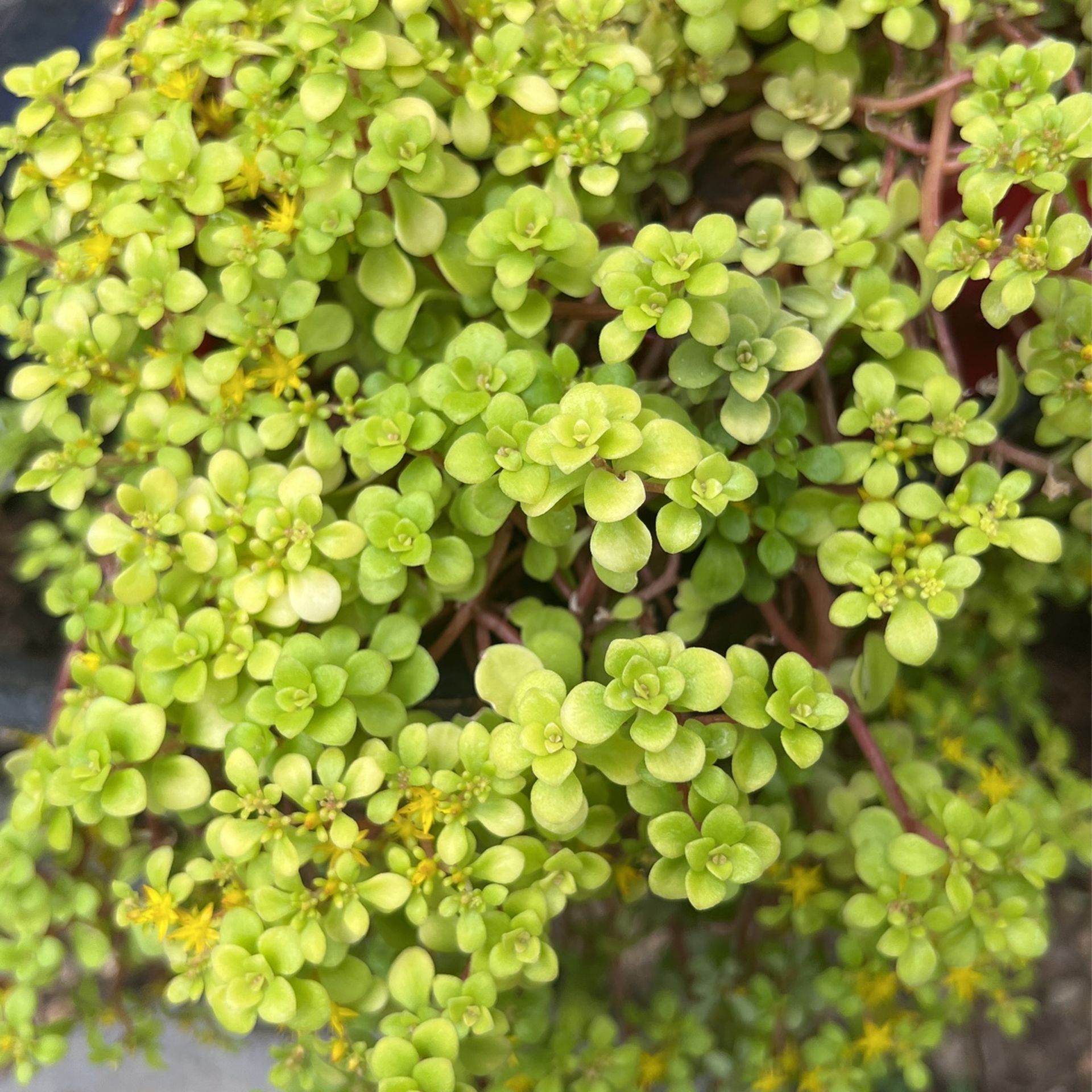 Yellow Ground Covers , Blooming With Canary Yellow tiny Flowers