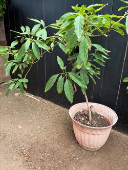 Haas Avocado Tree