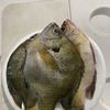 Fishlady1
