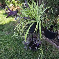Plants, plants, and more plants