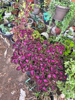 Beautiful plant