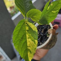 Green Variegated Copper Plant, Rooted