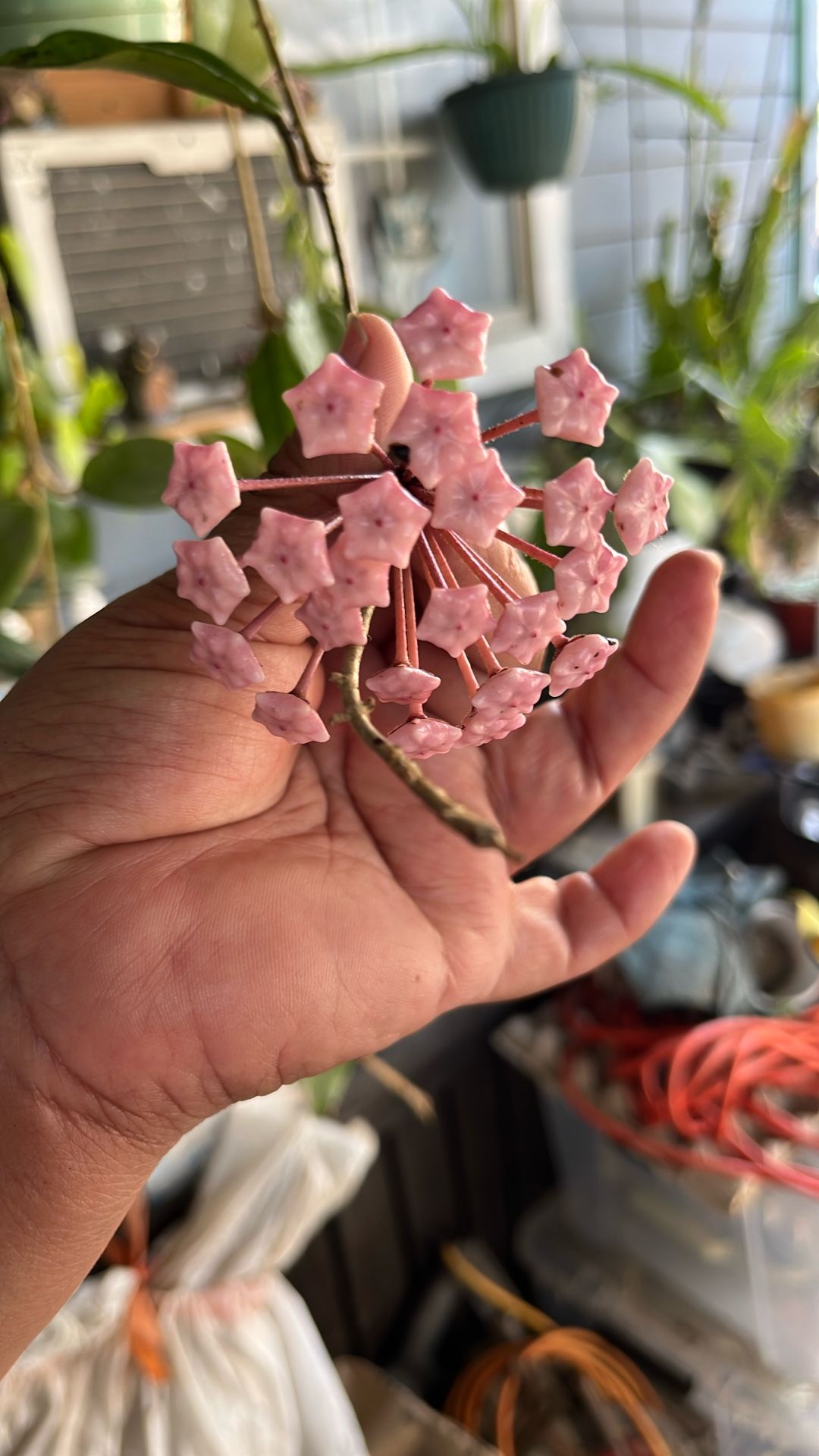 Hoya plant soon to bloom