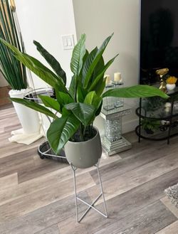 Pretty artificial plant with pot comes with removable stand ! Brand New