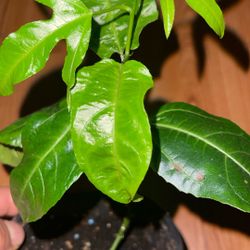 Passion Fruit Trees $12 Each 