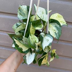 6” manjula pothos 