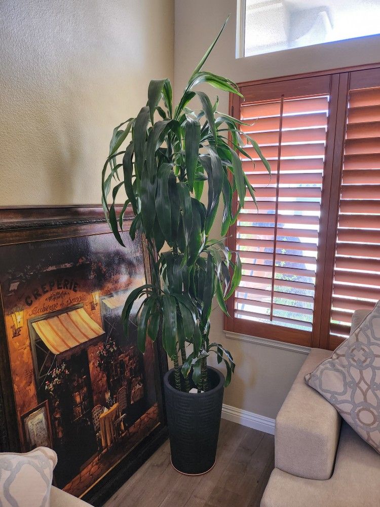 Indoor Plant