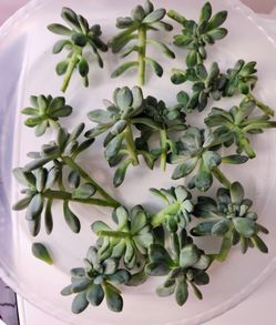 Korean Cremeria Expatria F Cuttings