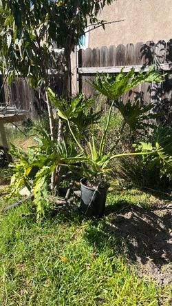 Planta
