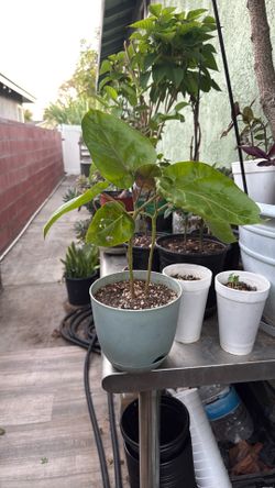 Tomate de arbol
