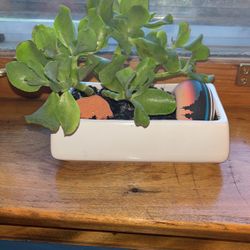 Succulent Arrangement 