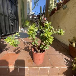 Bonsai Jade Succulent Plant