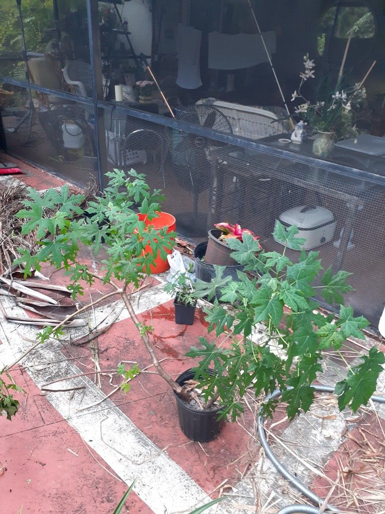 Chaya Tree (Mayan Spinach Tree) Edible $20