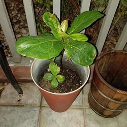 Fiddle fig