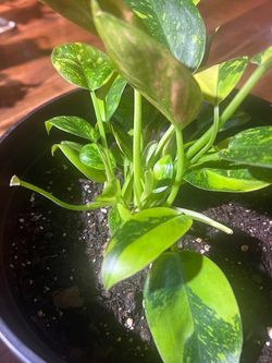 Plant