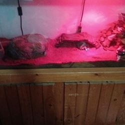 Snake And Reptile Tank 