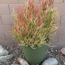 Firestick Plant