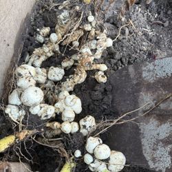 Homegrown Organic Fresh Sunchoke / Jerusalem Artichoke $5/lbs