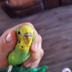 Parejas De Australianos 